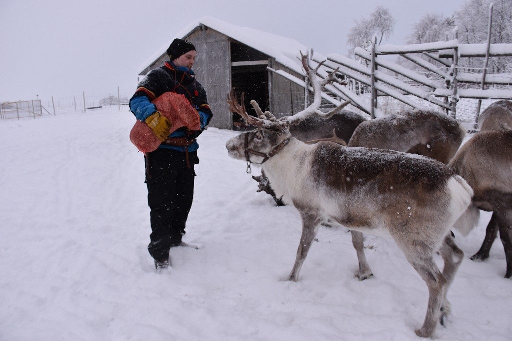 feeding reindeer